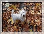 Biały, Piesek, West Highland White Terrier